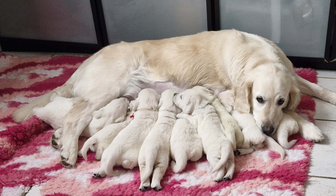 Chiot Golden Retriever Of far and away