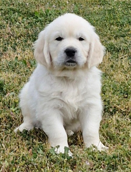 Of far and away - Chiots disponibles - Golden Retriever