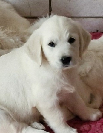 Of far and away - Chiots disponibles - Golden Retriever